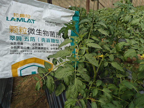 進(jìn)口水溶肥,顆粒微生物菌劑,拉姆拉特種肥 進(jìn)口水溶肥,顆粒微生物菌劑,拉姆拉特種肥