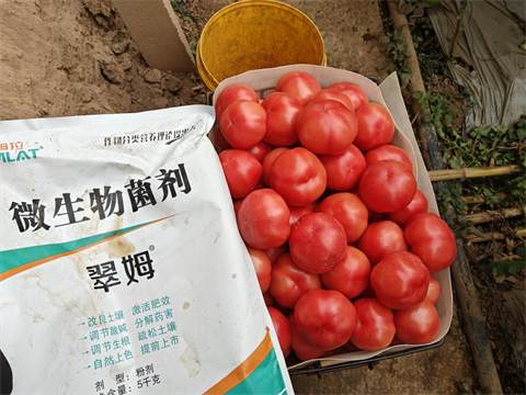 進(jìn)口水溶肥,番茄種植,翠姆水溶肥 進(jìn)口水溶肥,番茄種植,翠姆水溶肥