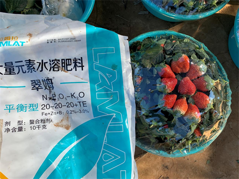 進(jìn)口水溶肥,草莓種植,拉姆拉特種肥 進(jìn)口水溶肥,草莓種植,拉姆拉特種肥
