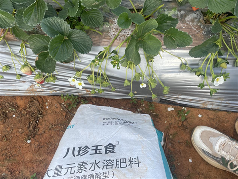 進(jìn)口水溶肥,草莓種植,拉姆拉特種肥 進(jìn)口水溶肥,草莓種植,拉姆拉特種肥