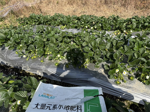 進口水溶肥,草莓施肥,翠姆水溶肥 進口水溶肥,草莓施肥,翠姆水溶肥