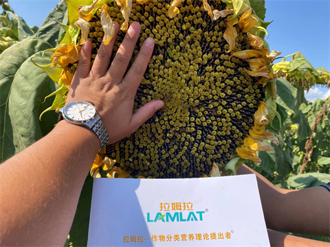 進(jìn)口水溶肥,葵花種植,翠姆水溶肥 進(jìn)口水溶肥,葵花種植,翠姆水溶肥