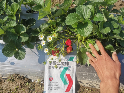 水溶肥廠家,草莓種植,翠姆水溶肥 水溶肥廠家,草莓種植,翠姆水溶肥