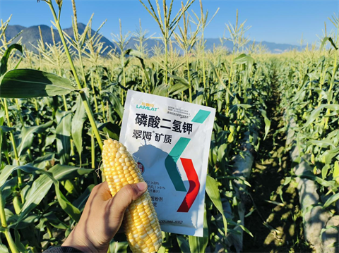 進口水溶肥,甜脆玉米種植,翠姆水溶肥 進口水溶肥,甜脆玉米種植,翠姆水溶肥
