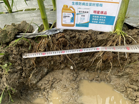 進口水溶肥,甜脆玉米種植,翠姆水溶肥 進口水溶肥,甜脆玉米種植,翠姆水溶肥