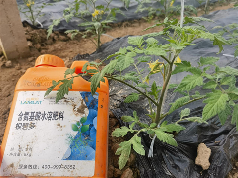 水溶肥品牌,番茄種植,拉姆拉水溶肥 水溶肥品牌,番茄種植,拉姆拉水溶肥