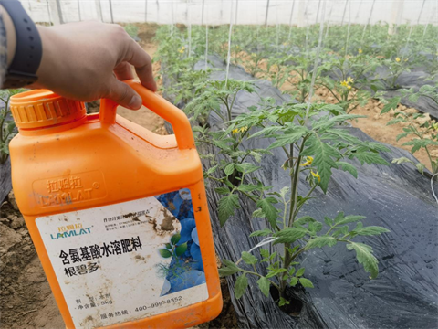水溶肥品牌,番茄種植,拉姆拉水溶肥 水溶肥品牌,番茄種植,拉姆拉水溶肥
