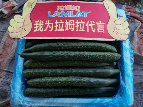 進口水溶肥,黃瓜種植,拉姆拉滴灌級特種肥 進口水溶肥,黃瓜種植,拉姆拉滴灌級特種肥