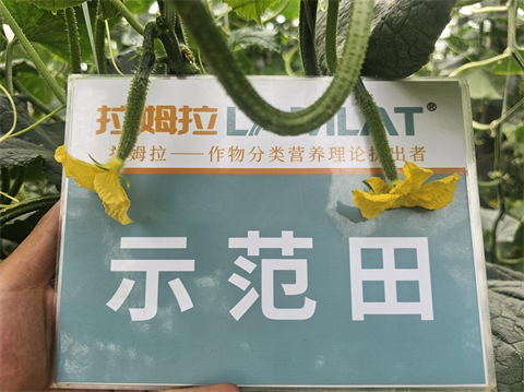 進口水溶肥,黃瓜種植,拉姆拉滴灌級特種肥 進口水溶肥,黃瓜種植,拉姆拉滴灌級特種肥