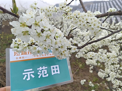 進(jìn)口水溶肥,李子種植,翠姆水溶肥 進(jìn)口水溶肥,李子種植,翠姆水溶肥