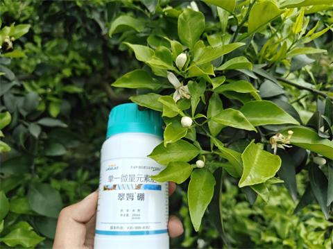 水溶肥品牌,柑橘種植,拉姆拉滴灌級特種肥 水溶肥品牌,柑橘種植,拉姆拉滴灌級特種肥