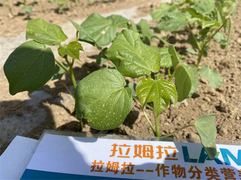 水溶肥,棉花種植,拉姆拉滴灌級(jí)特種肥 水溶肥,棉花種植,拉姆拉滴灌級(jí)特種肥