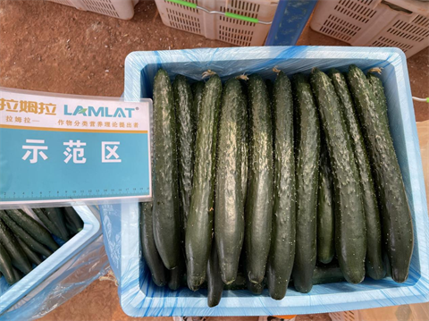 水溶肥廠家,滴灌肥,拉姆拉滴灌級(jí)特種肥 水溶肥廠家,滴灌肥,拉姆拉滴灌級(jí)特種肥
