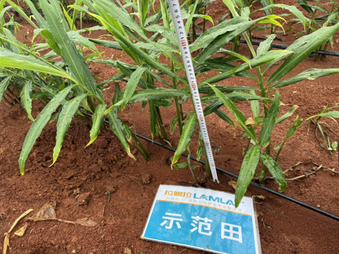 水溶肥,大姜種植,拉姆拉滴灌級(jí)特種肥 水溶肥,大姜種植,拉姆拉滴灌級(jí)特種肥