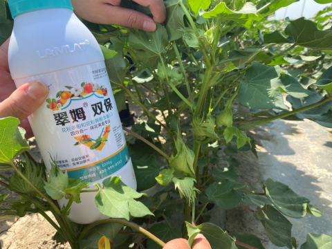 水溶肥品牌,棉花種植,拉姆拉滴灌級(jí)特種肥 水溶肥品牌,棉花種植,拉姆拉滴灌級(jí)特種肥