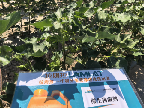 水溶肥品牌,棉花種植,拉姆拉滴灌級(jí)特種肥 水溶肥品牌,棉花種植,拉姆拉滴灌級(jí)特種肥