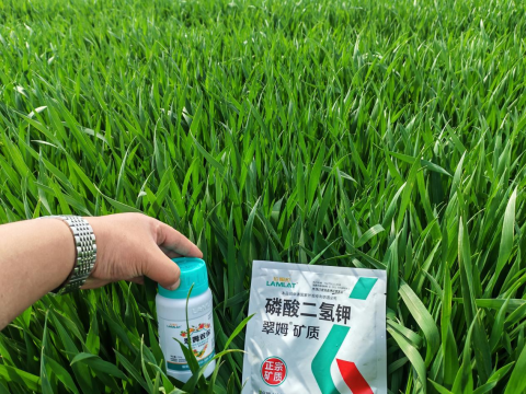 水溶肥品牌,大田作物種植,拉姆拉滴灌級特種肥 水溶肥品牌,大田作物種植,拉姆拉滴灌級特種肥