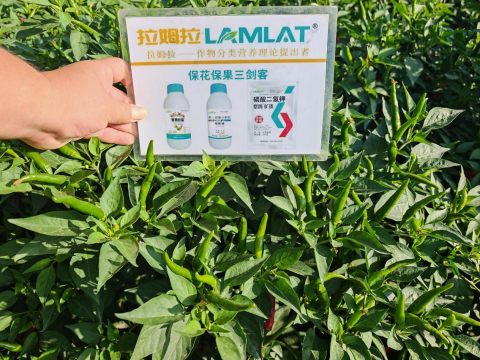 水溶肥,辣椒施肥,翠姆水溶肥 水溶肥,辣椒施肥,翠姆水溶肥