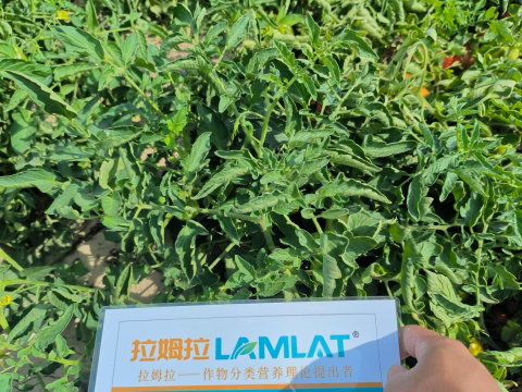 水溶肥品牌,醬番茄種植,拉姆拉滴灌級特種肥 水溶肥品牌,醬番茄種植,拉姆拉滴灌級特種肥