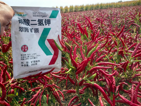 水溶肥廠家,朝天椒種植,翠姆水溶肥 水溶肥廠家,朝天椒種植,翠姆水溶肥