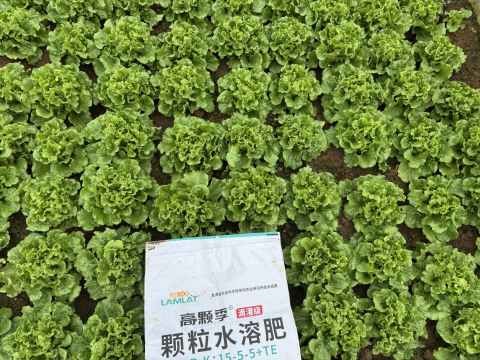 水溶肥廠家,土壤惡化,拉姆拉滴灌級特種肥 水溶肥廠家,土壤惡化,拉姆拉滴灌級特種肥