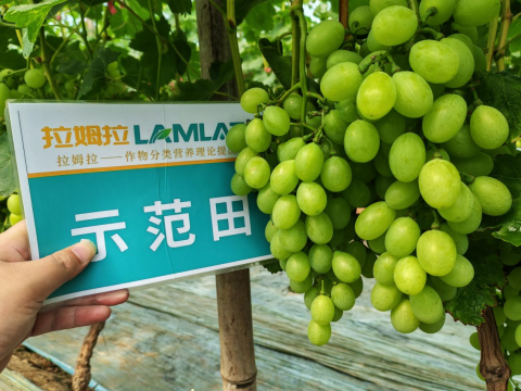 水溶肥廠家,土壤惡化,拉姆拉滴灌級特種肥 水溶肥廠家,土壤惡化,拉姆拉滴灌級特種肥