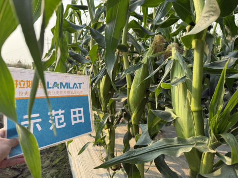 水溶肥廠家,土壤惡化,拉姆拉滴灌級特種肥 水溶肥廠家,土壤惡化,拉姆拉滴灌級特種肥