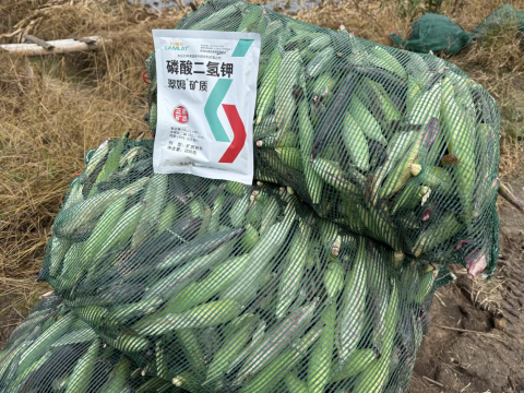 拇指玉米種植,翠姆磷酸二氫鉀,拉姆拉滴灌級特種肥 拇指玉米種植,翠姆磷酸二氫鉀,拉姆拉滴灌級特種肥