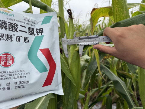 拇指玉米種植,翠姆磷酸二氫鉀,拉姆拉滴灌級特種肥 拇指玉米種植,翠姆磷酸二氫鉀,拉姆拉滴灌級特種肥