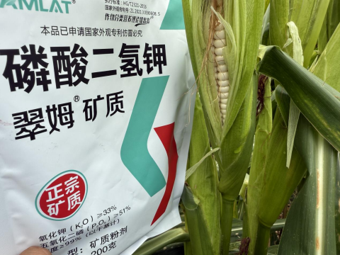 拇指玉米種植,翠姆磷酸二氫鉀,拉姆拉滴灌級特種肥 拇指玉米種植,翠姆磷酸二氫鉀,拉姆拉滴灌級特種肥
