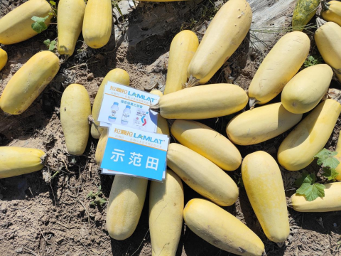 水溶肥,西葫蘆種植,拉姆拉滴灌級(jí)特種肥 水溶肥,西葫蘆種植,拉姆拉滴灌級(jí)特種肥