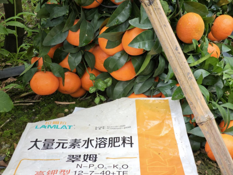 水溶肥品牌,柑橘種植,拉姆拉滴灌級特種肥
