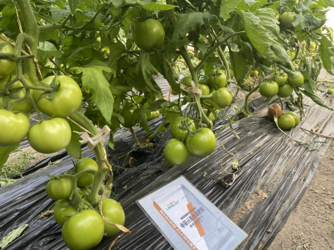 水溶肥,番茄種植,拉姆拉滴灌級(jí)特種肥