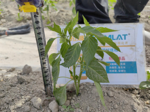 辣椒育苗,水溶肥,拉姆拉滴灌級特種肥